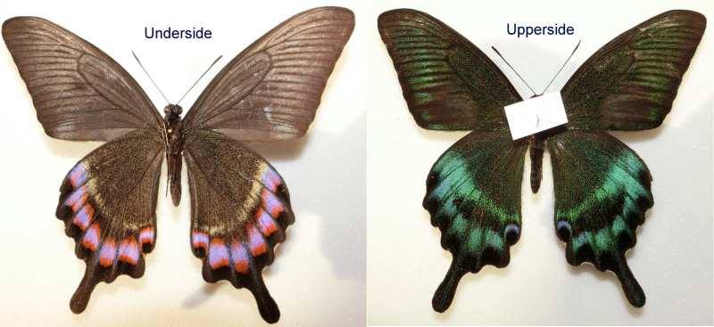 Papilio maackii (abberant, China) (Internet Image property of respective owner, non-commercial use only)